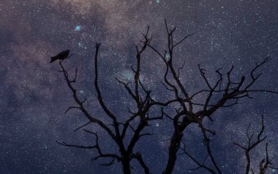 Trees in Winter – Hillary K Sinclair
